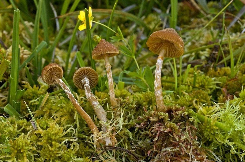 Galerina paludosa