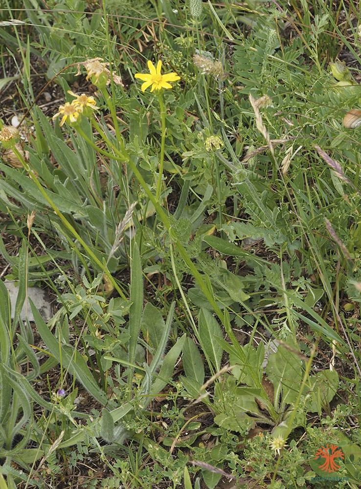 Senecio lagascanus