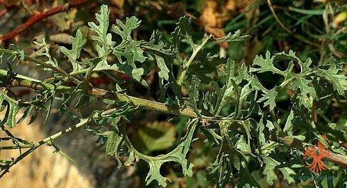 Senecio jacobaea