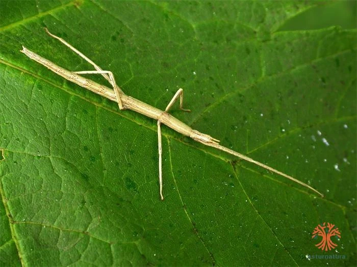 Carausius morosus, Insecto palo