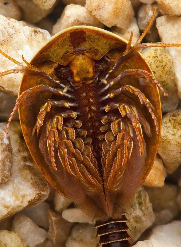 Morfología de Daphnia, un cladócero