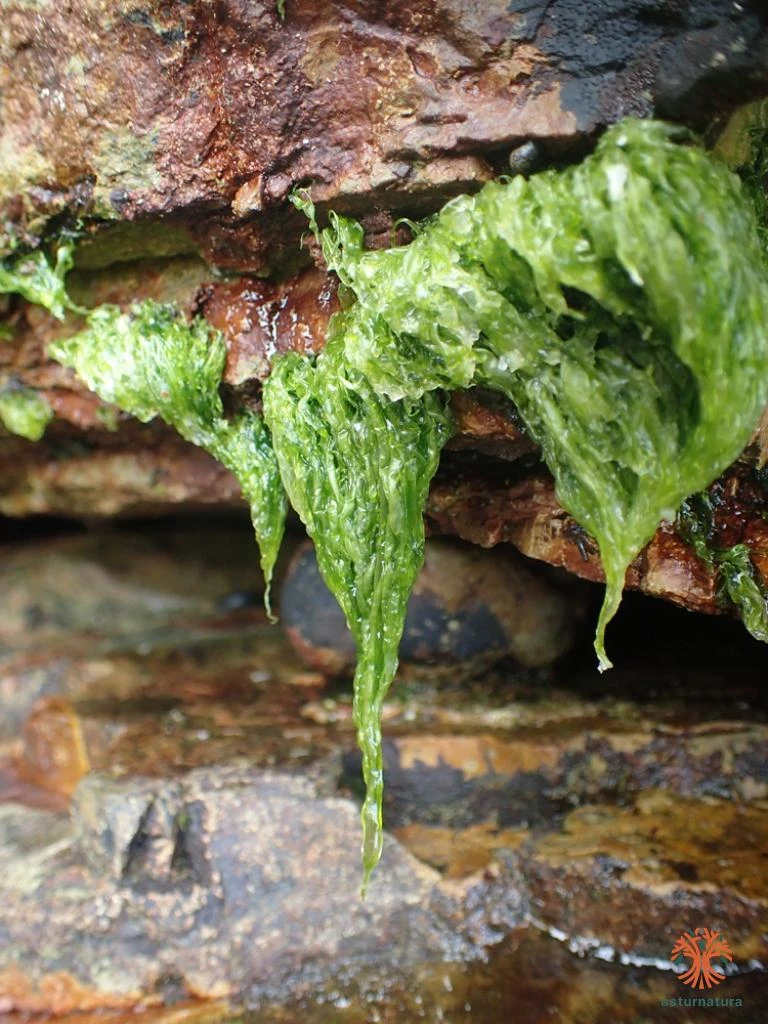 Ulva intestinalis