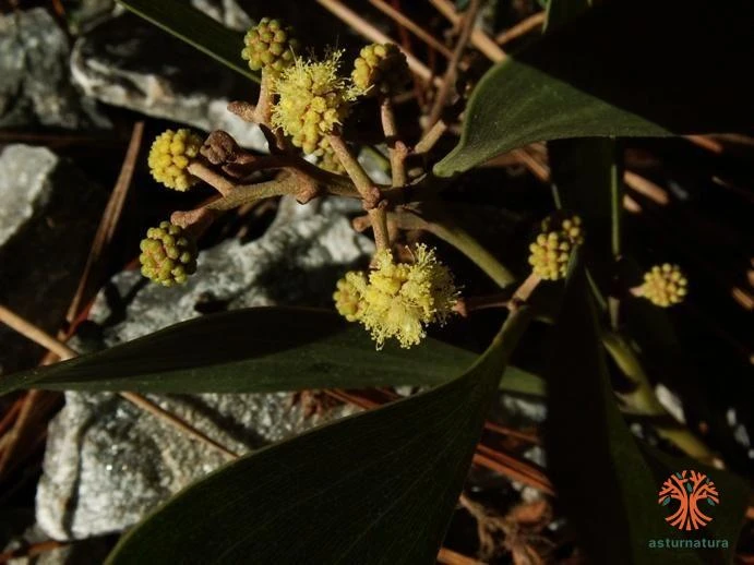 Acacia melanoxylon, Acacia negra