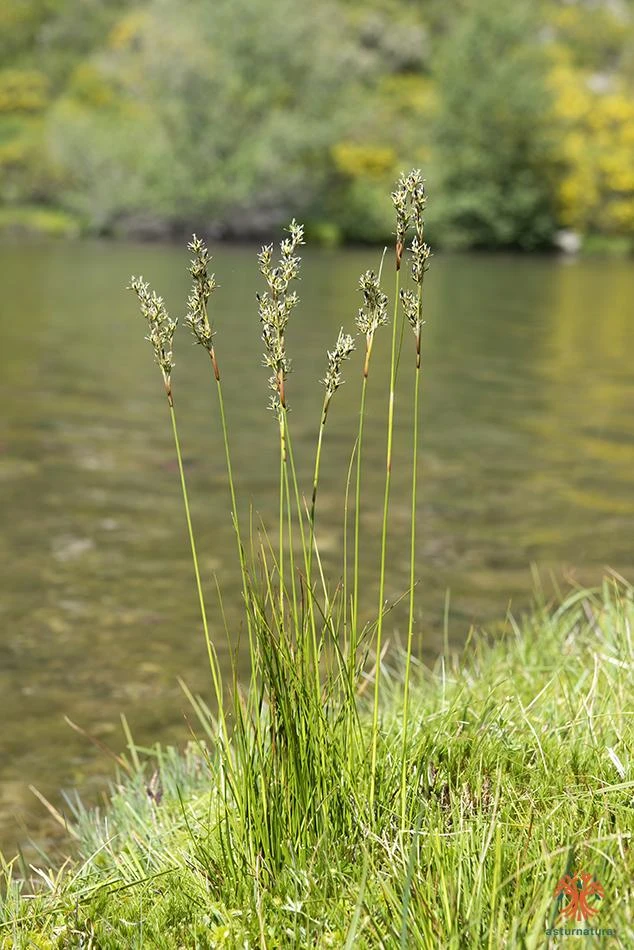 Juncus squarrosus