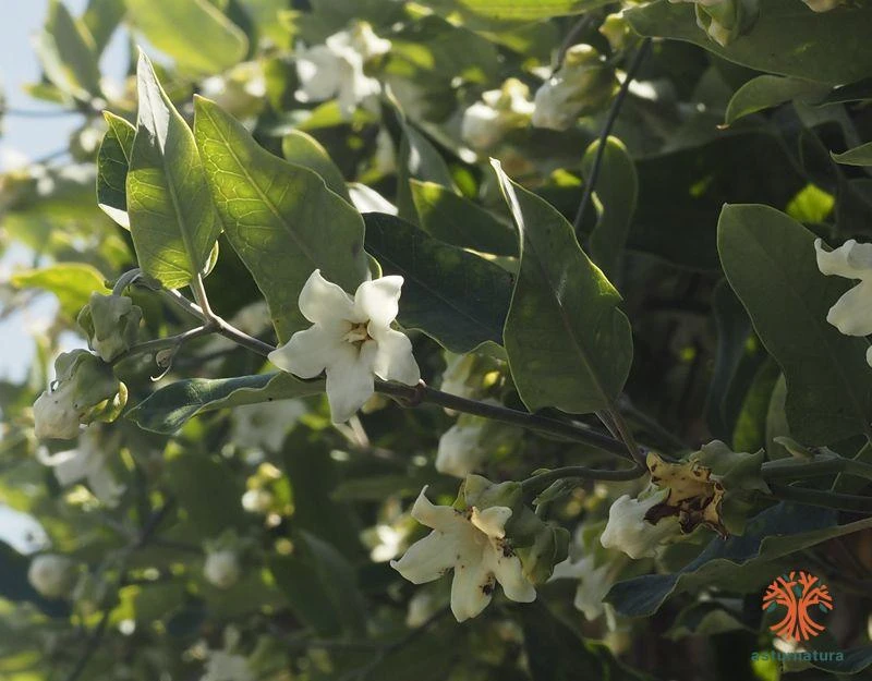 Araujia sericifera, Araujia