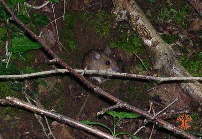 Apodemus sylvaticus, Ratón de campo