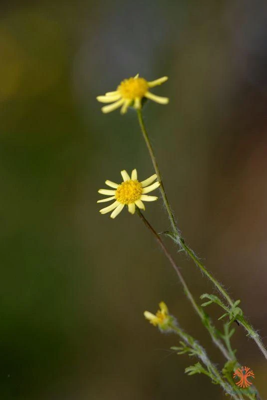 Senecio minutus