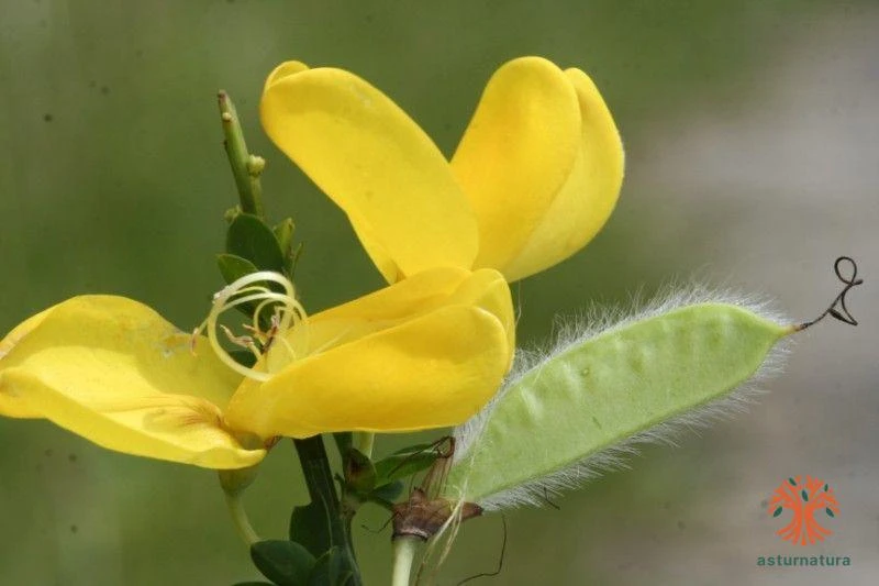 Corola papilionácea