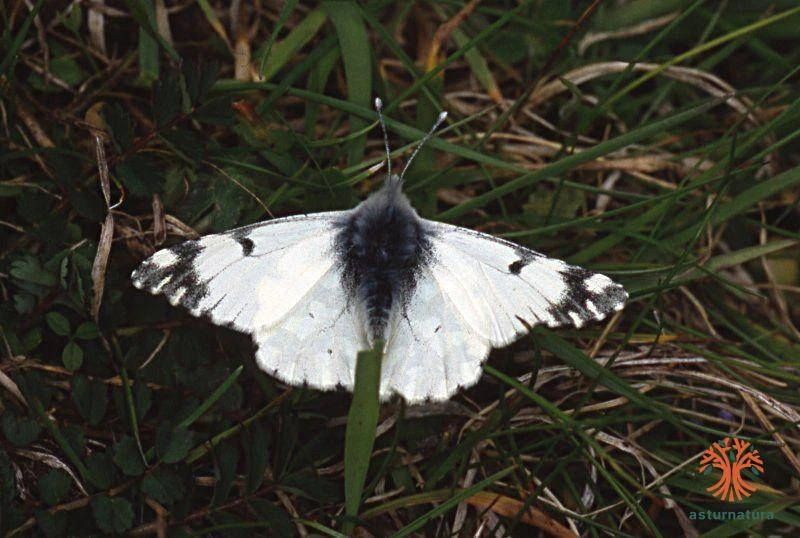 Euchloe simplonia, Blanquiverdosa moteada