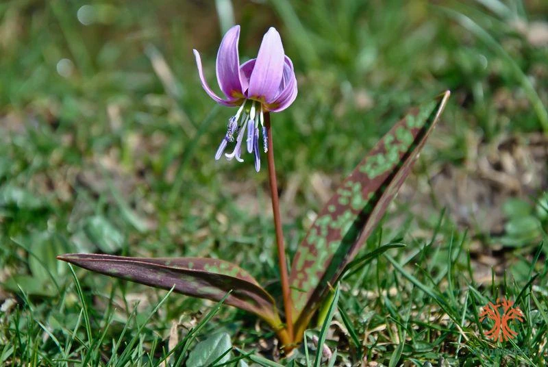 Erythronium dens-canis, Diente de perro