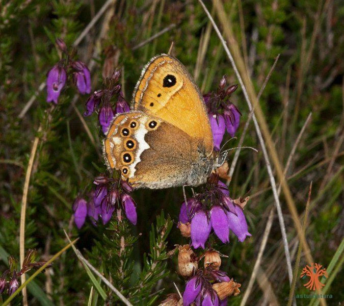 Coenonympha dorus, Ninfa de Esper