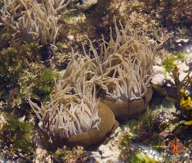 Anemonia viridis, Anémona comun