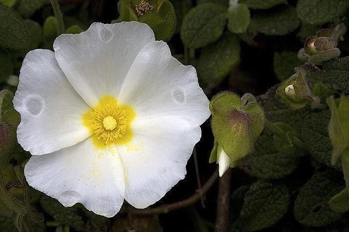 Corola rosácea de Cistus salviifolius