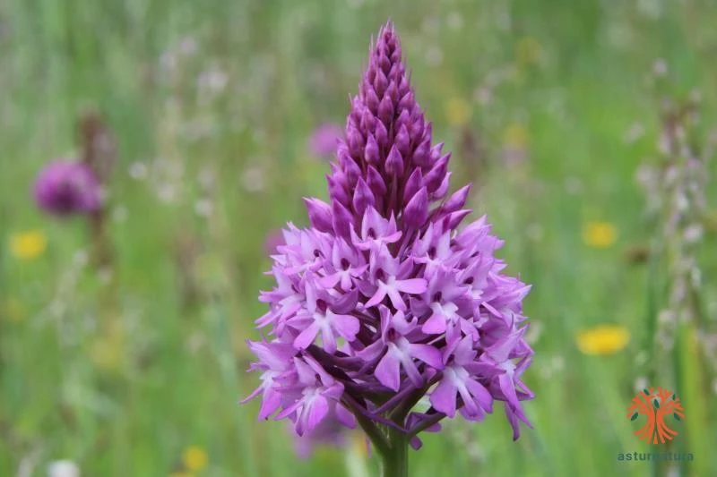 Anacamptis pyramidalis, Orquídea piramidal