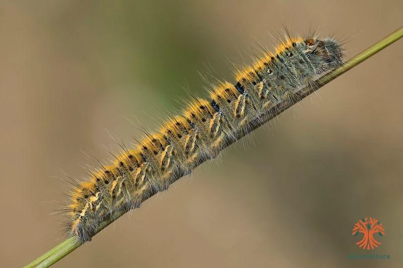 Oruga de mariposa