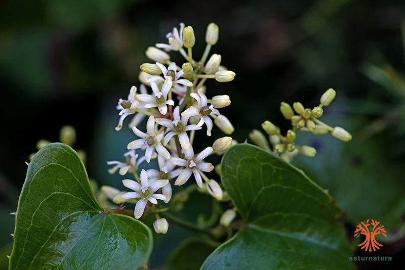 Smilacaceae