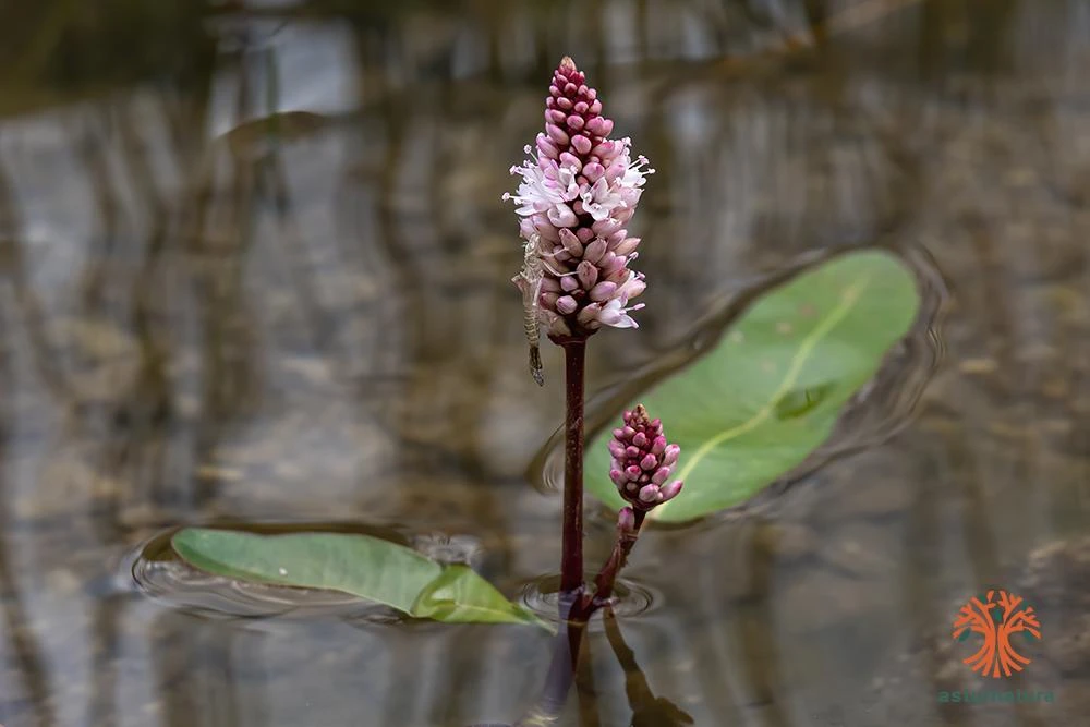 Polygonum amphibium, Polígono anfibio