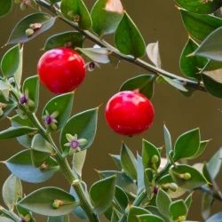 Ruscus aculeatus