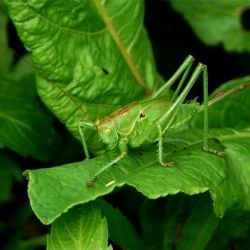 Fotografía Tettigonia viridissima