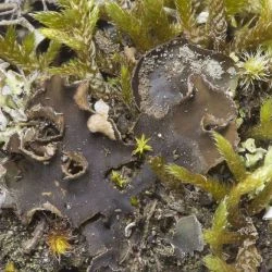 Fotografía Peltigera rufescens (1 de 3)