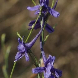 Delphinium nanum