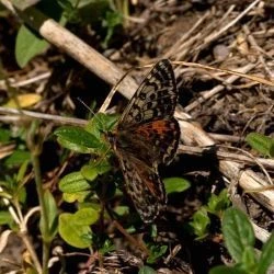 Fotografía Melitaea didyma (1 de 3)