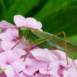 Tettigonia viridissima