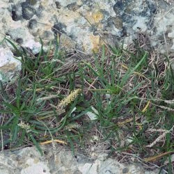 Plantago crassifolia