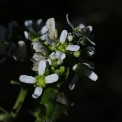 Flor, corola