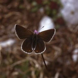 Aricia eumedon