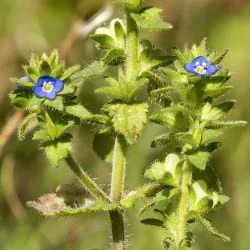 Veronica arvensis