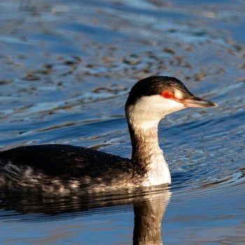 Zampullín cuellirrojo (Podiceps auritus subsp. auritus) (1 de 6)