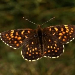 Melitaea diamina