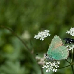 Fotografía Callophrys rubi