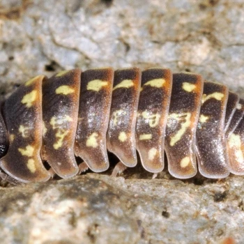 Armadillidium boalense