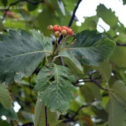 Sorbus intermedia