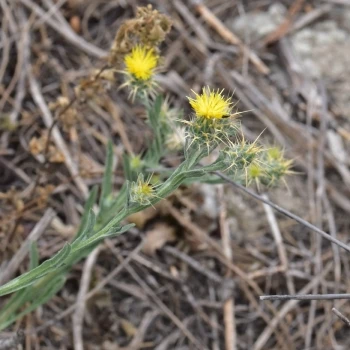 Centaurea melitensis