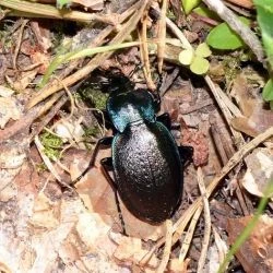 Carabus guadarramus