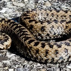 Fotografía Vipera seoanei (1 de 2)