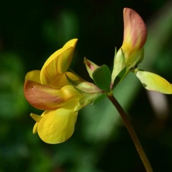 Flor, cÃ¡liz