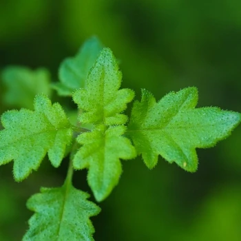 Jovellana violacea