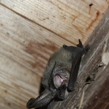 Murciélago orejudo gris (Plecotus austriacus) (3 de 4)