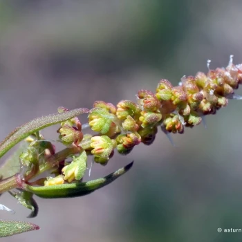 Fotografía Rumex bucephalophorus subsp. gallicus (4 de 5)