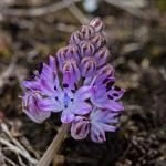 Scilla autumnalis