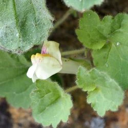 Asarina procumbens