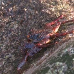 Grapsus grapsus