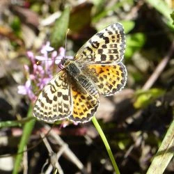 Fotografía Melitaea didyma (1 de 2)