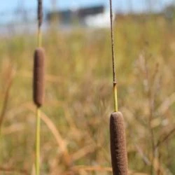 Inflorescencia