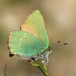 Callophrys rubi