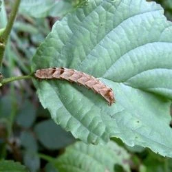 Melanchra persicariae